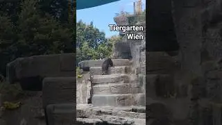 Tiergarten Wien/ Zoo Vienna #zoo #tiergarten #wien #naturelovers #vienna