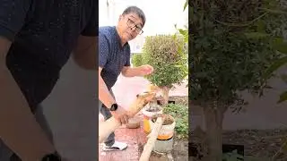 Bonsai Malungay planting 