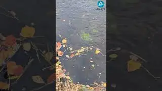 Clear Stream Over Green Moss 🌊🍃 | Gentle Flow & Relaxing Water Movement | Aqurya Shorts