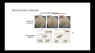 Nobuaki Mizumoto - Behavioural mechanism and its evolutionary history of termite tunnel excavation