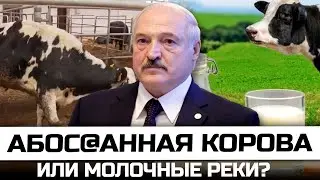 Абос@анная корова или молочные реки?