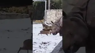 This RHINO will REGRET IT ! Deer vs Rhino - Funny Animals Encounters - Thailand 鹿対サイ #zoo