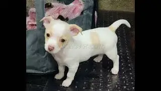 🐾 Chihuahua Puppy for Sale &ndash; Isleton, California