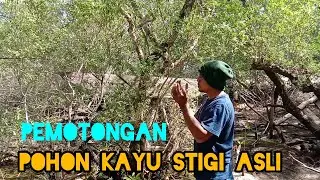 pohon kayu stigi asli