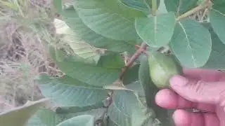 Cánh đồng bông súng