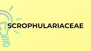 What is the meaning of the word SCROPHULARIACEAE?