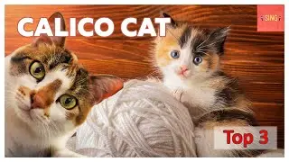 Calico Cat: Song for Children about Cute Calico colored Cat, Tortoiseshell and Kittens | Sing Along