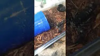 Asian Forest Scorpion Aggression!?