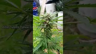 Auto with bud rot #2