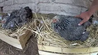 Hatching chicks from many eggs with the help of mother hens