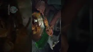 Giant MUD CRAB Catch n Cook | Village Cooking