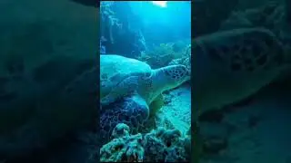 #youtube #turtle 🐢😍