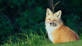 Beautiful fluffy foxes