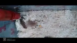 Cheeks and Squeaks Live Stream