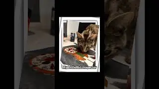 Unannounced Inspection #yourart #cat #kitty