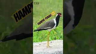 INILAH BURUNG YANG SUDAH PUNAH ! | TRULEK JAWA #birdphotography #beautifulbird