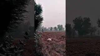 Visit my beautifull village #villagecharm #newsong #song #cover #remix #birds #villagecharm #village