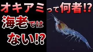 【ゆっくり】海の最重要生物！オキアミの凄すぎる生態とは⁉
