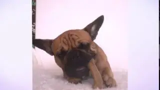 FLAVORIT BARKBONE