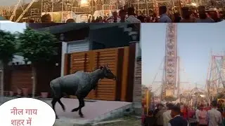 आज शहर में नील गाय मिल गई 😱 ।। (मेले में नहीं जा पाए🙁)
