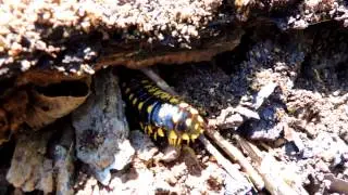Black and Gold Millipede Apheloria Tigana
