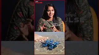 காசிமேட்டில் கரை ஒதுங்கிய Blue Dragon Fish! அச்சத்தில் மக்கள்! | Blue Dragon in Chennai