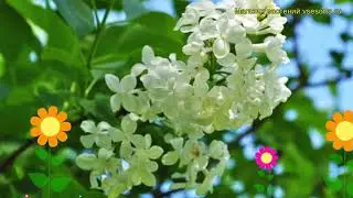 Сирень обыкновенная Комтесс Арктур. Краткий обзор, описание syringa vulgaris Comtesse d'Harcourt