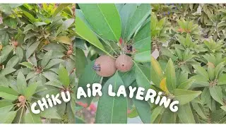 How to air layering Chikoo Sapodilla tree with 100% success| Air Layering On Chikoo