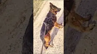 German shepherd dog 🐶🖤🦅 #dog #viralshorts #dogdiet #doggodoingthings #viraldogshorts #newtrendingson
