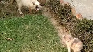 Siamese Cat Hisses At Tiny Kitty And Cat Goldie Came To Protect And Hisses Back