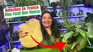 Como Cultivar Helechos En Troncos De Manera Correcta