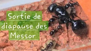 Sortie de diapause des Messor Barbarus
