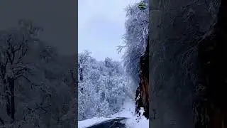 Winter's Gentle Embrace: A Snowfall Symphony ❄️| Nature-themed Films #scenery #trees #shorts #nature