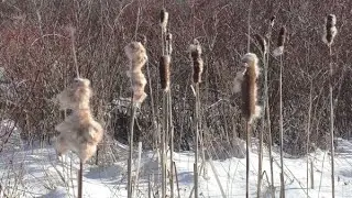 Michigan Wild Foods - Cattails in Winter