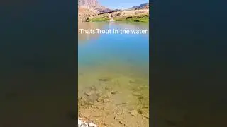 Fishing Wild Trout in The River #fishing #trout #ukraine #fish #short #shorts