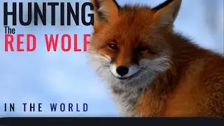 Red Fox activity amazon animal in winter #redfox #amazon #amazonrainforest #wildlife #safari #anime