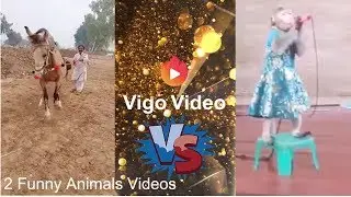 Funny Animals: Best 2 comedy from Vigo Video 2019 (Weekly）