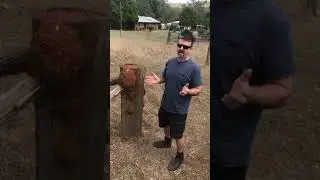 Termites vs Black Ants Myth  Busted!