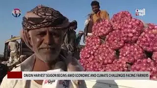 Onion Harvest Season Begins amid Economic and Climate Challenges Facing Farmers