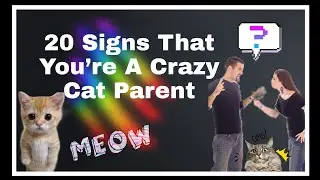 20 Signs That You&rsquo;re A Crazy Cat Parent