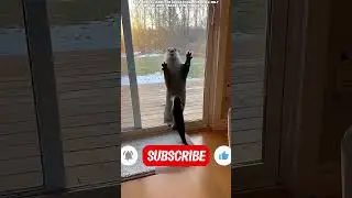 💖🐾 Love in returns the rescued family doesn't forget 🐟🌿✨#short