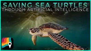 Saving sea turtles with artificial intelligence