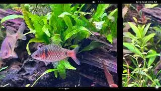 Re-scaping my 3 Feet Aquarium Version 2.0 Part 2