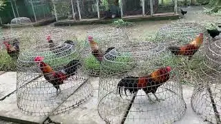 11/12 Ga tơ 