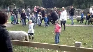 opening kinderboerderij  elzenhoek oss