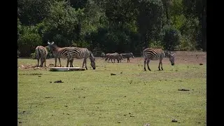 A Journey through the DeKUT Wildlife Conservancy