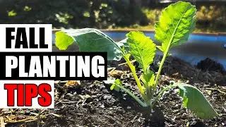 4 Tips For Successful Fall Planting - Garden Quickie Episode 263