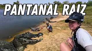 Rodeados por JACARÉS no coração do PANTANAL! | Miranda/MS - Ep18