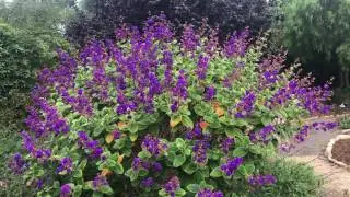 Tibouchina heteromalla - Silver Leafed Princess Flower