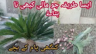 sago palm growing and caring tips (کنگھی پام کے بچے لگانے کا طریقہ)   #sagopalm#cycas#sago#plants